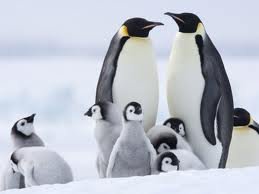 images_038